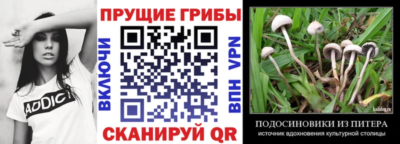 Псилоцибиновые грибы прущие грибы  Спасск 